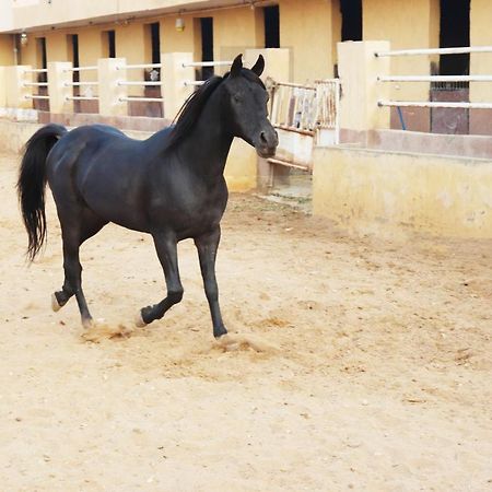 The Farm - Hotel & Horse Riding 开罗 外观 照片