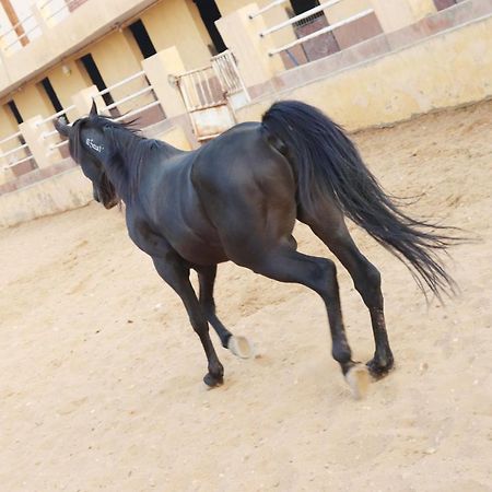 The Farm - Hotel & Horse Riding 开罗 外观 照片